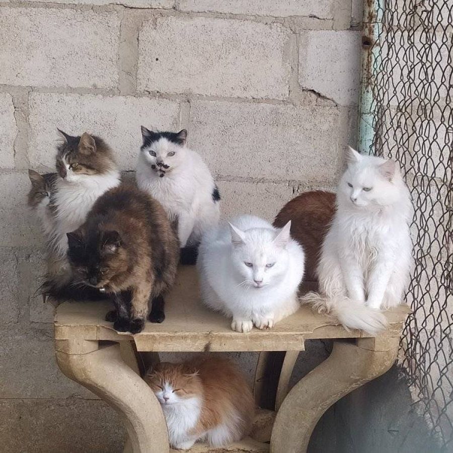 Foto gatos Star