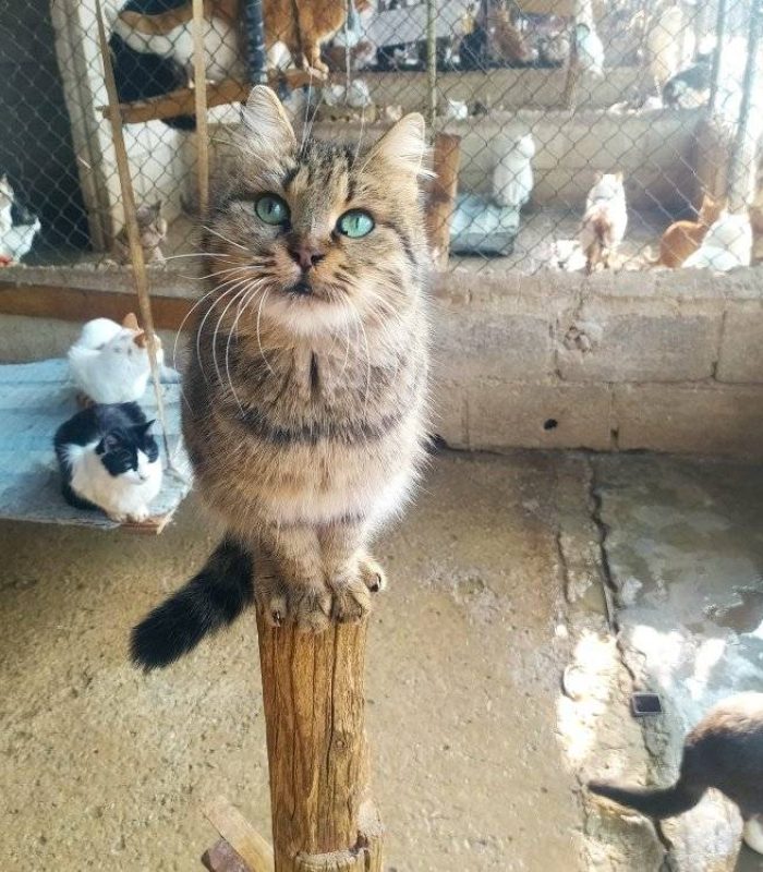 Foto gatos Star2