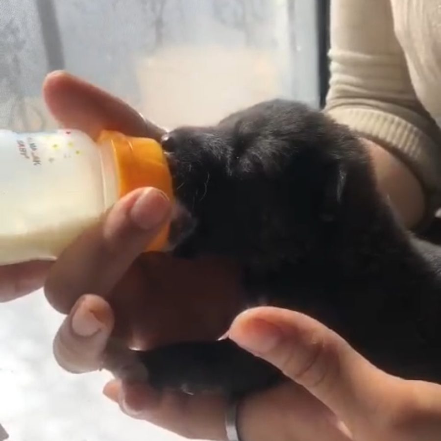 Jakuar bebé, Star