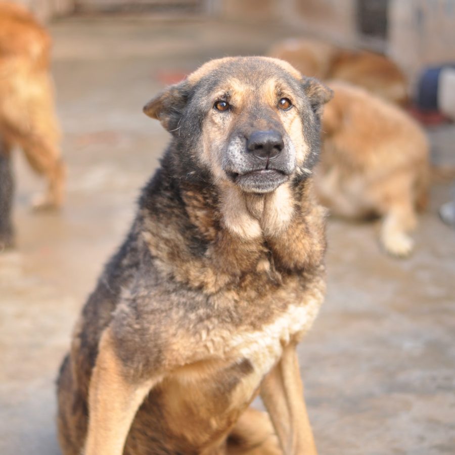Perro Star mira a cámara