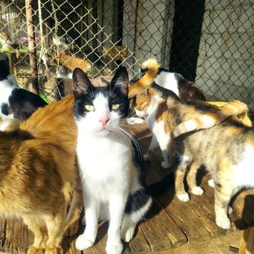 gatos Star
